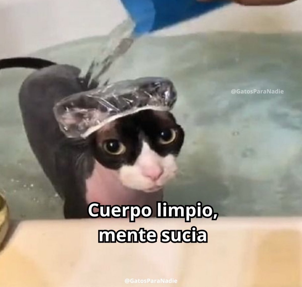 piña sin pizza tweet media