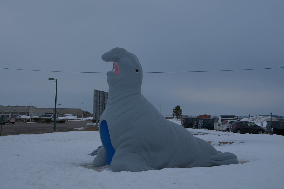 🦭ウィスタリア🦭 tweet media