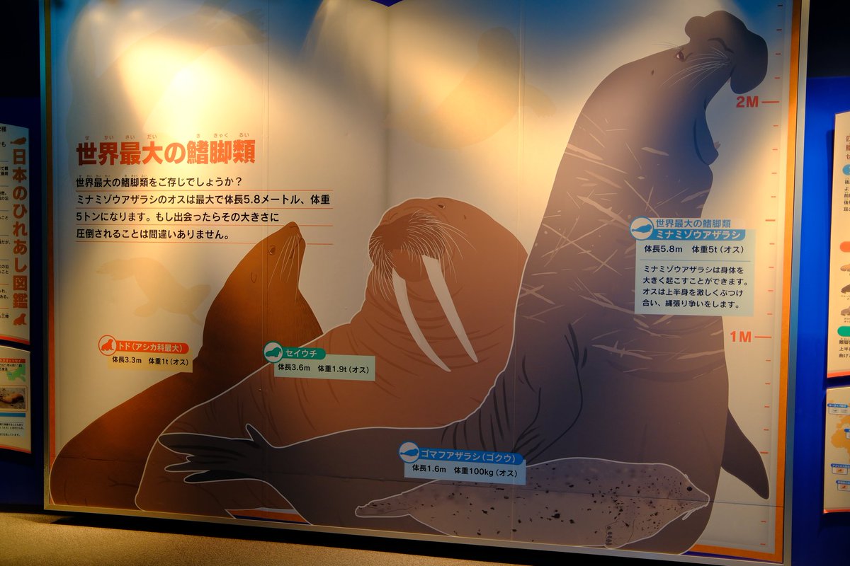 🦭ウィスタリア🦭 tweet media