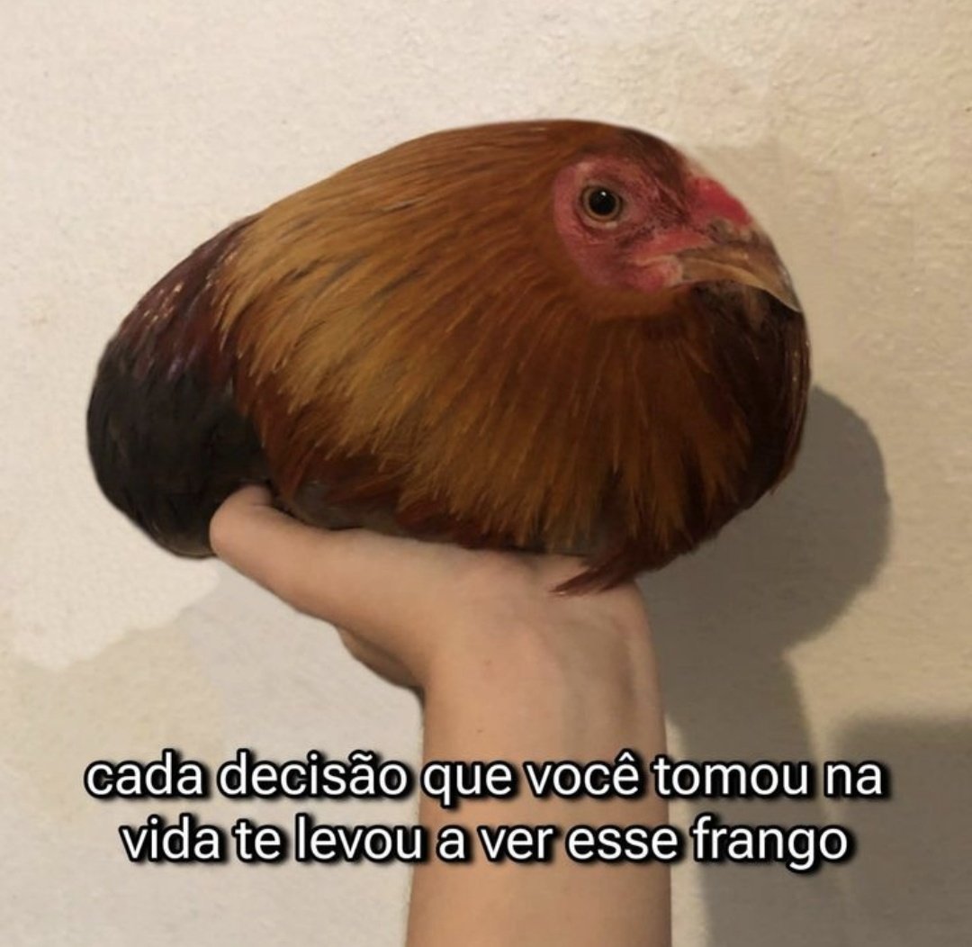 O Bravo Araújo tweet media