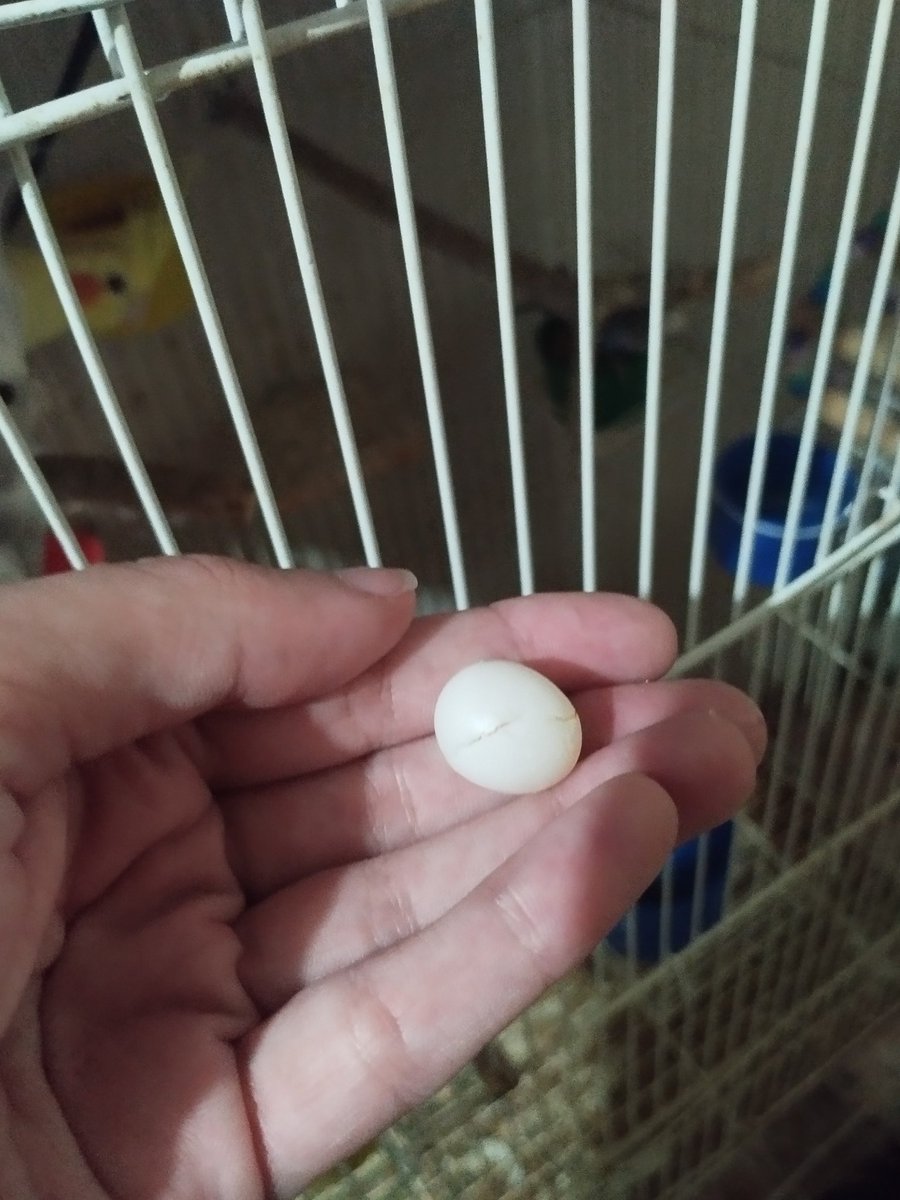 🧶 calopsita do crochê - AGENDA DE ABRIL ABERTA tweet media