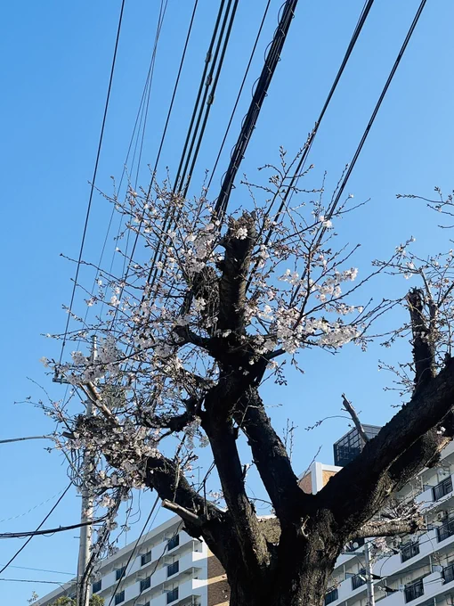 おはよー御座います 桜が開花してる〜