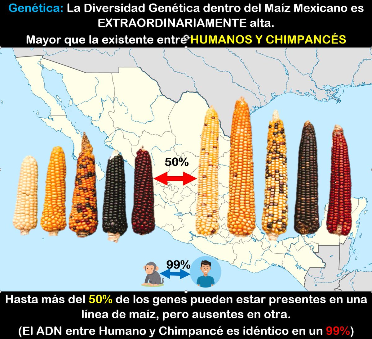 Revolucion Nacional Anahuaquista (RNA) ᛝ tweet media
