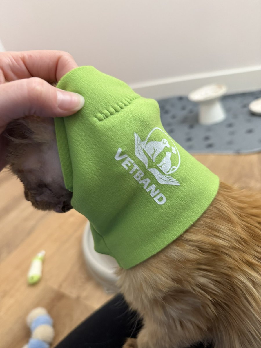 Friends of Bear Cat Rescue tweet media