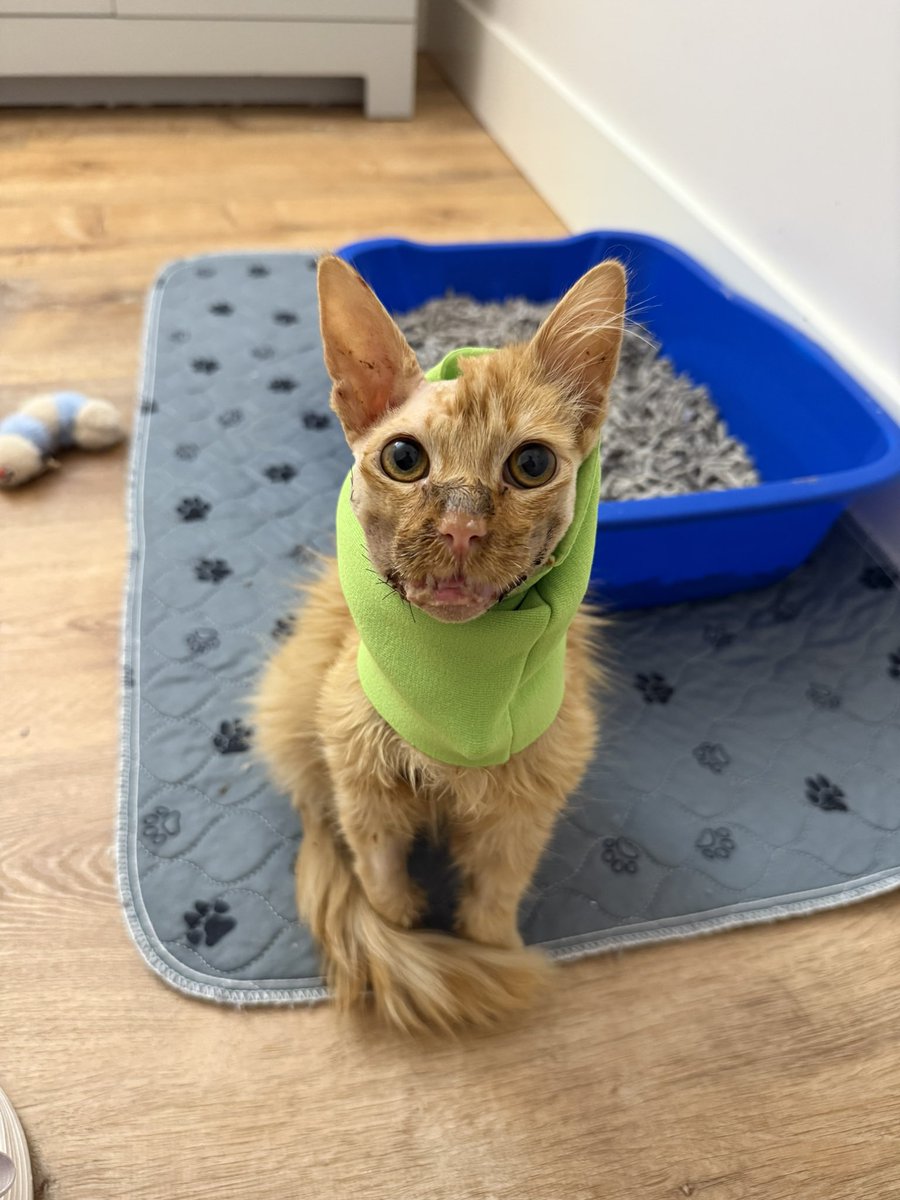 Friends of Bear Cat Rescue tweet media