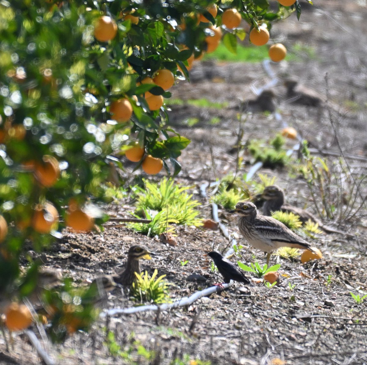 Adrian Dutt tweet media