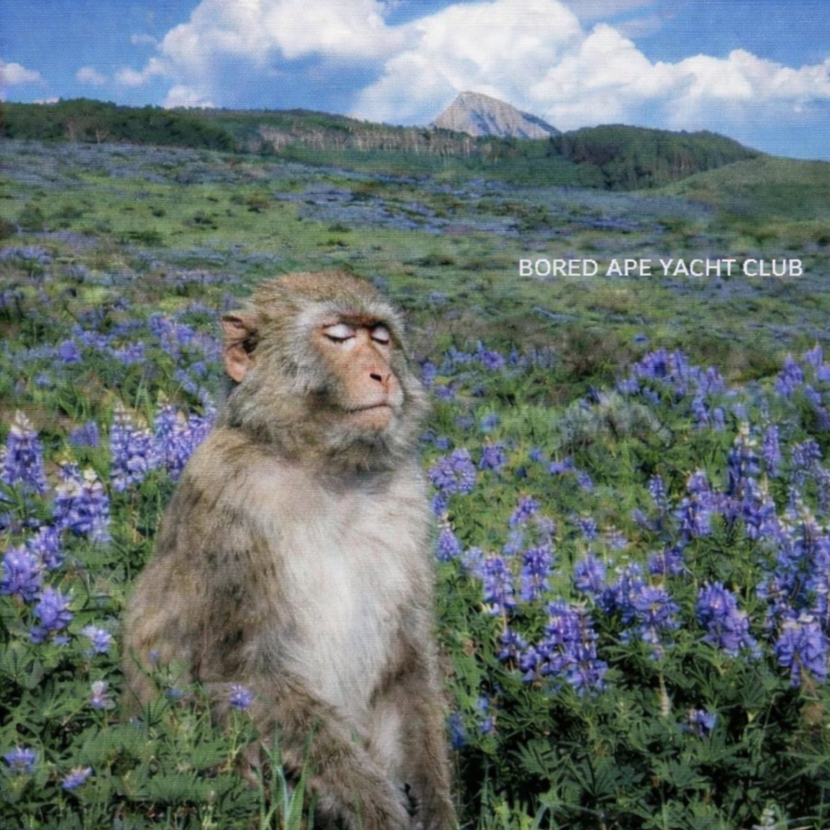 Bored Ape Yacht Club 🍌 tweet media