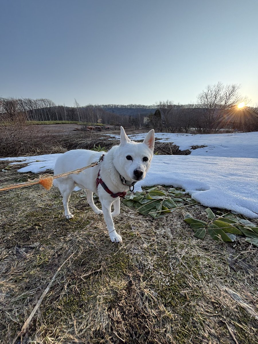 長谷川拡介 tweet media