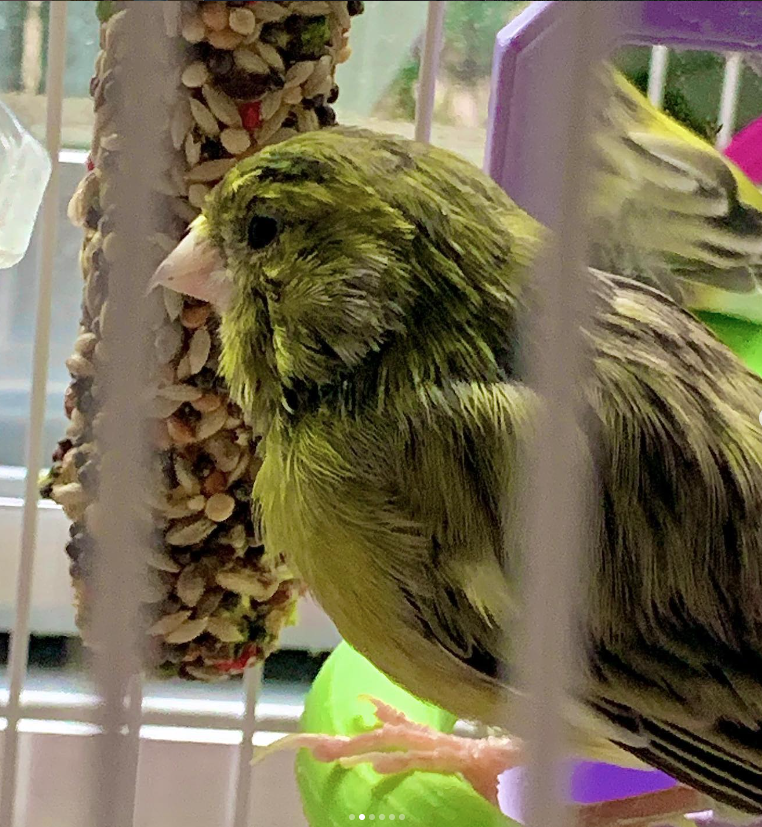 Charlot G.F.R tweet media