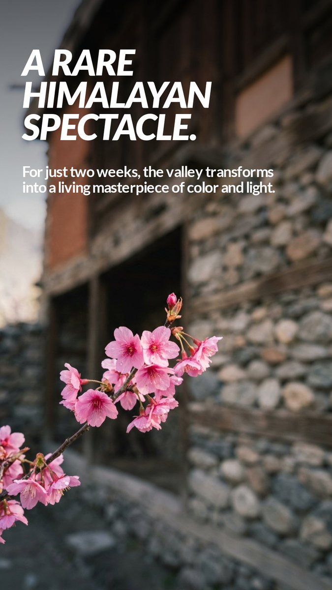 akramposh's tweet photo. 🌸 Pink Spring 2026
📩 info@hunzafacevoyageurs.com
https://t.co/9rDhqNte1m
“Limited departures available” https://t.co/YMtC67dIia