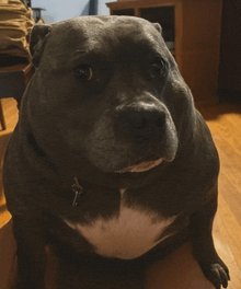 Dean Dingus 🇺🇸🇸🇴🇻🇦☧ tweet media