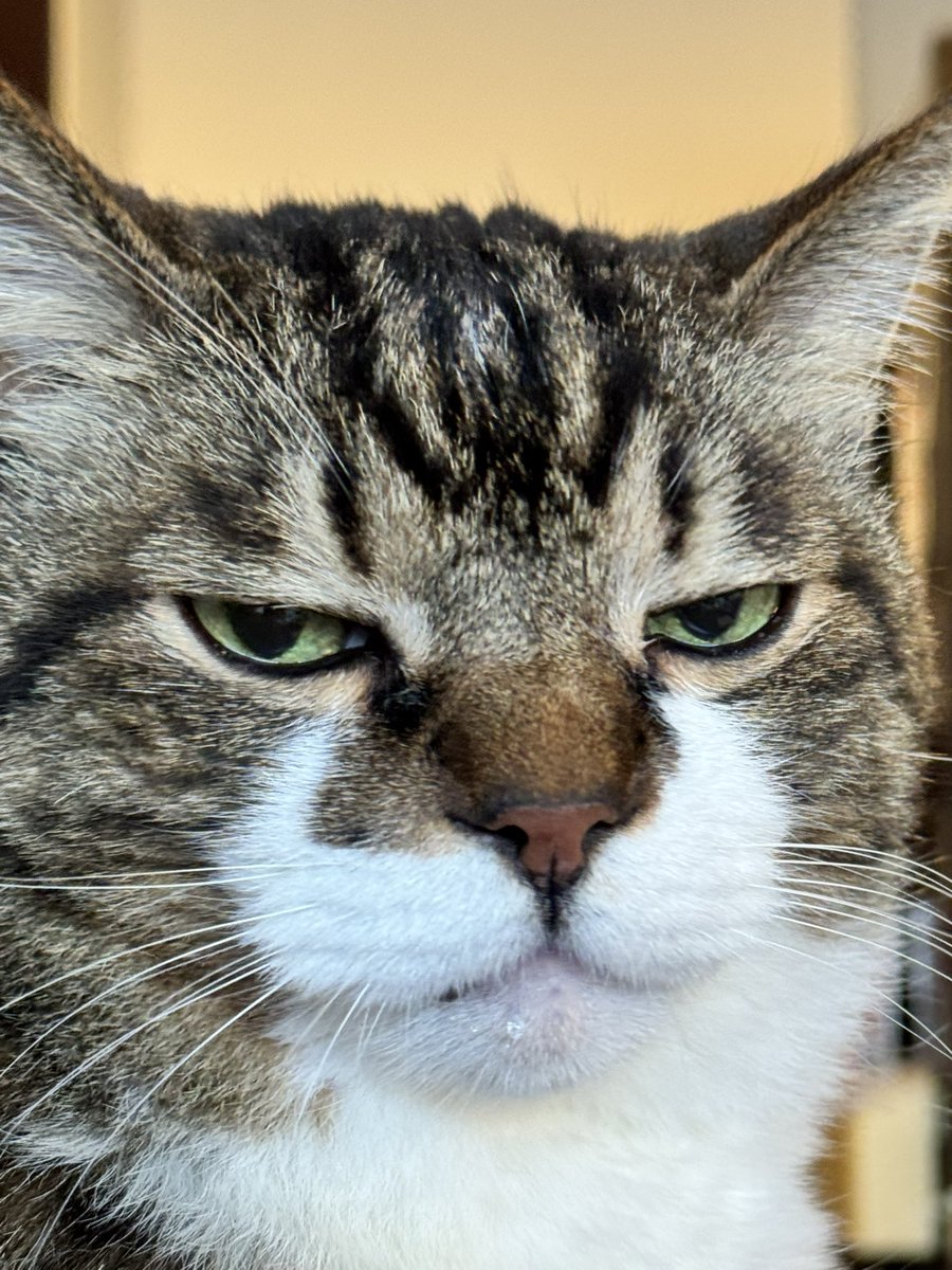 ぽんちょ tweet media