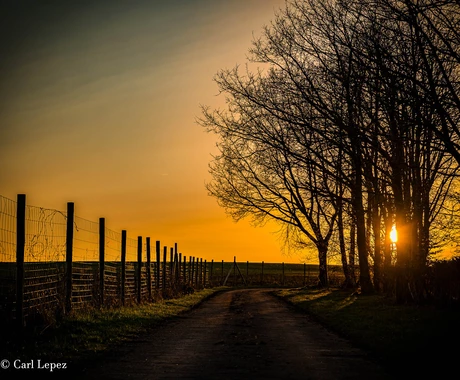 Woeste Willem | uw zon in donk’re dagen tweet media