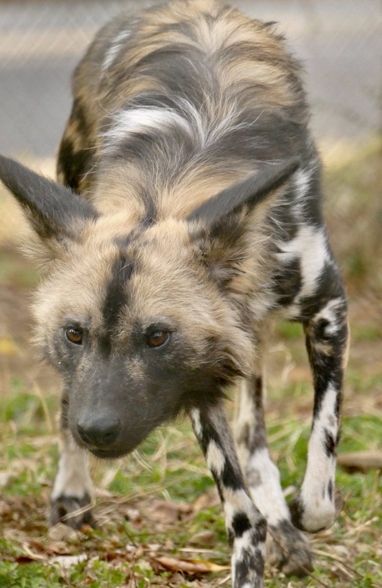 レムルゥ tweet media