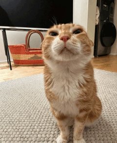 Moog. (Commissions Closed) tweet media