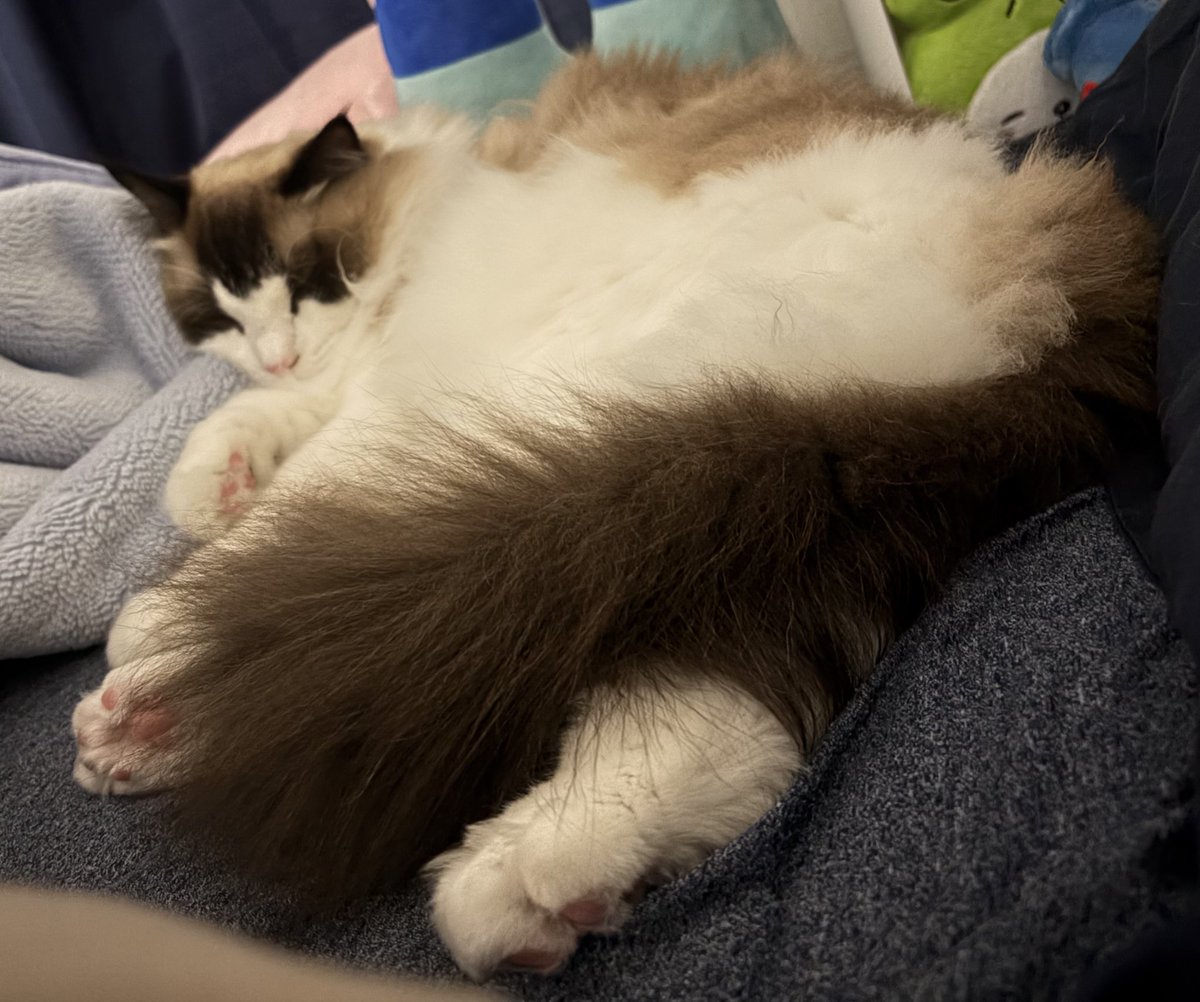phiru0924's tweet photo. 昨夜の、飼い主の寝床を強奪していた猫。おはようございます。

#ラグドール
#フィルくん https://t.co/5RXOO01EGp