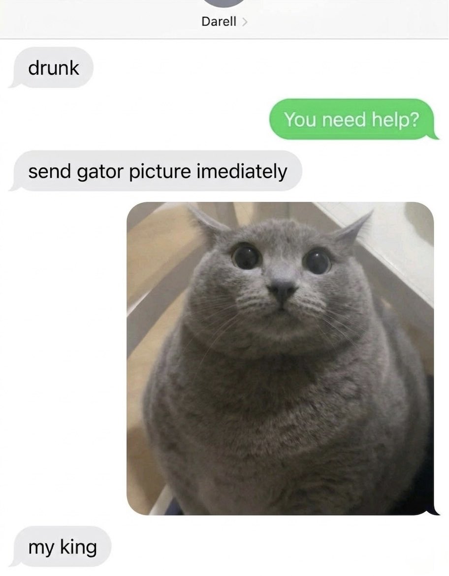 cat memes tweet media