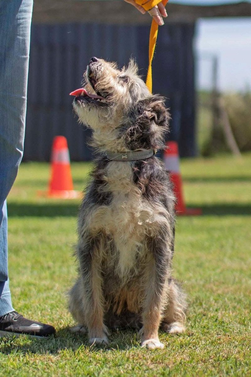 El Campito Refugio tweet media
