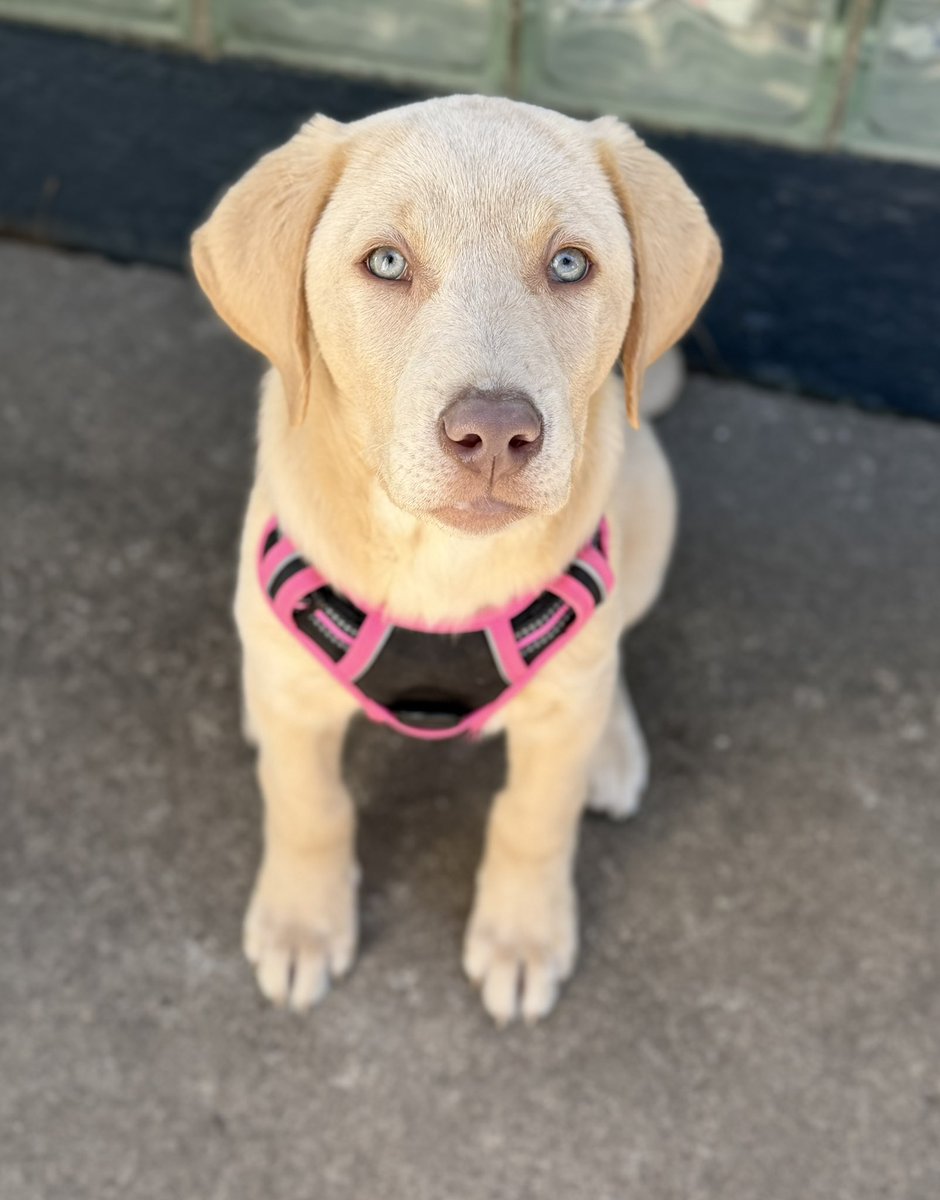 Jackson & Willow tweet media