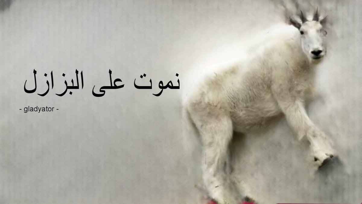 lm9ewdfihom tweet media