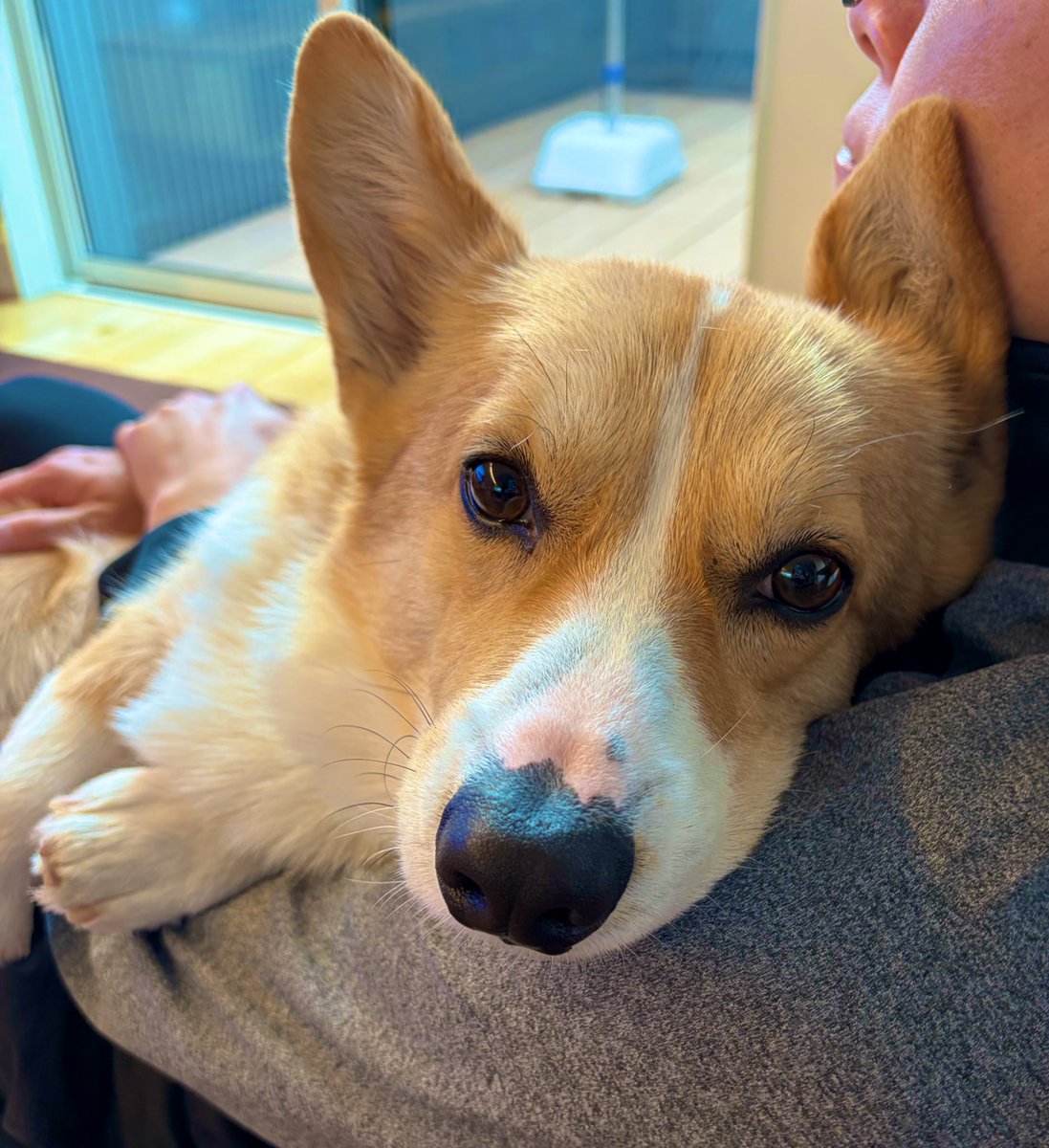 コーギースンスン tweet media