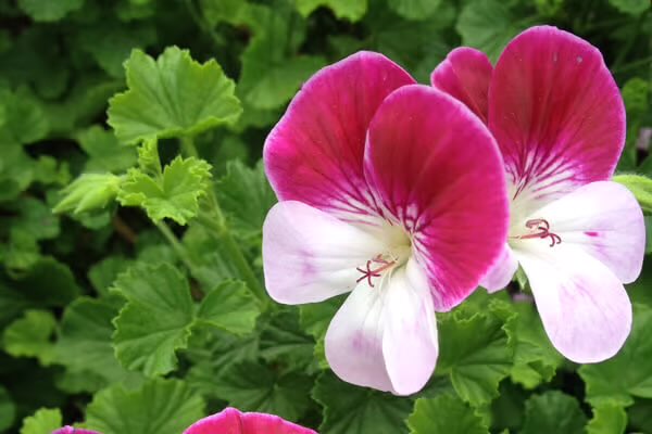 PYC JAPAN FAN TEAM tweet media