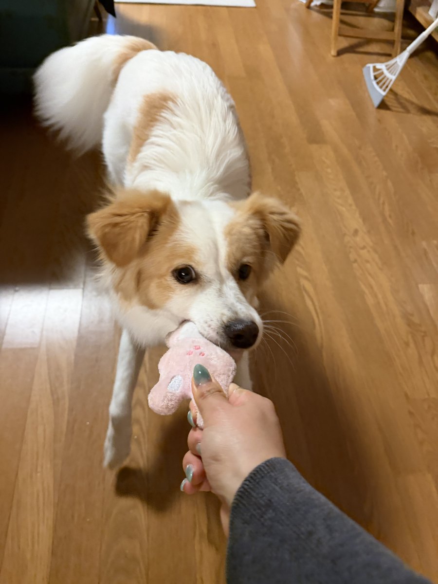 개. 희똥 tweet media