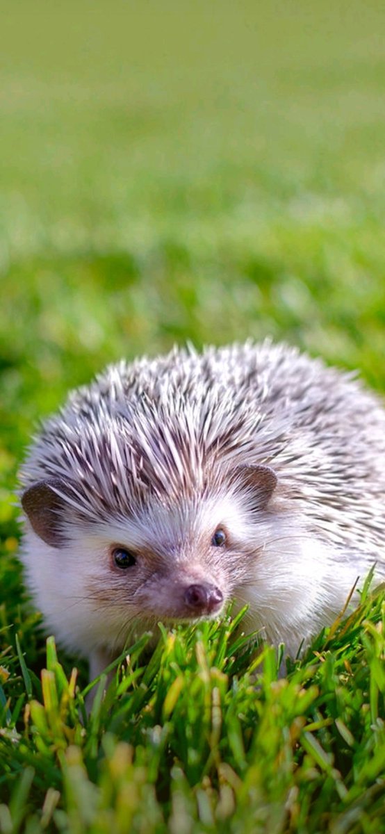 ياسر شمردن tweet media