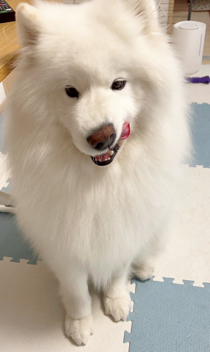 THE DAZS ダッツファミリーCh. tweet media