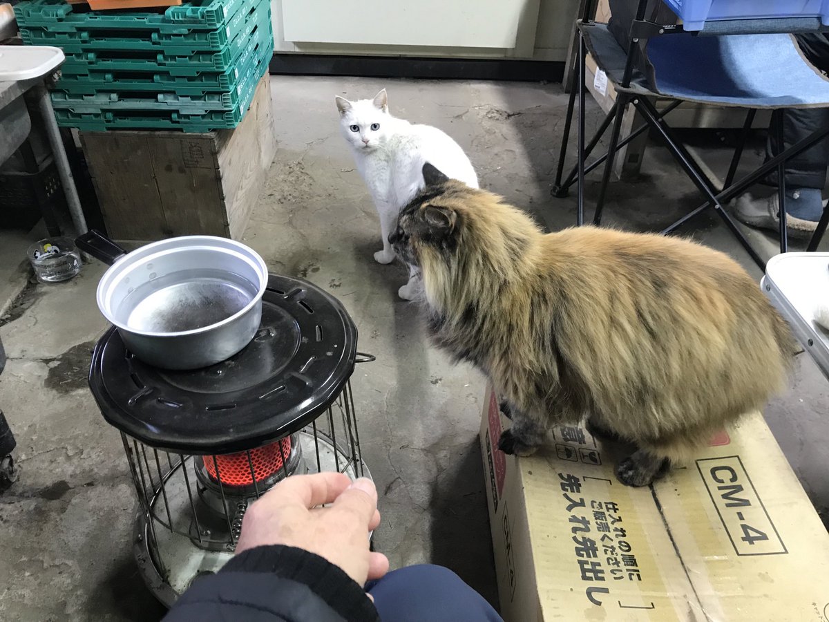 いちご狩り♪大森バニャ園芸 tweet media