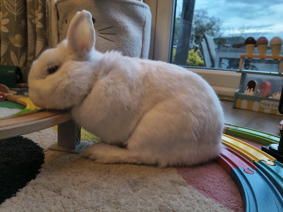 Neil The Rabbit tweet media