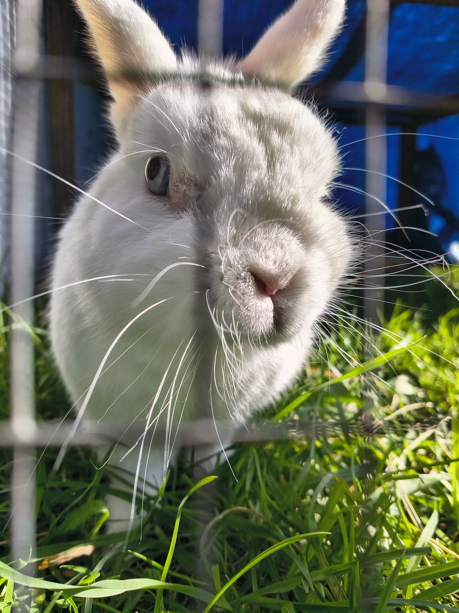 Neil The Rabbit tweet media