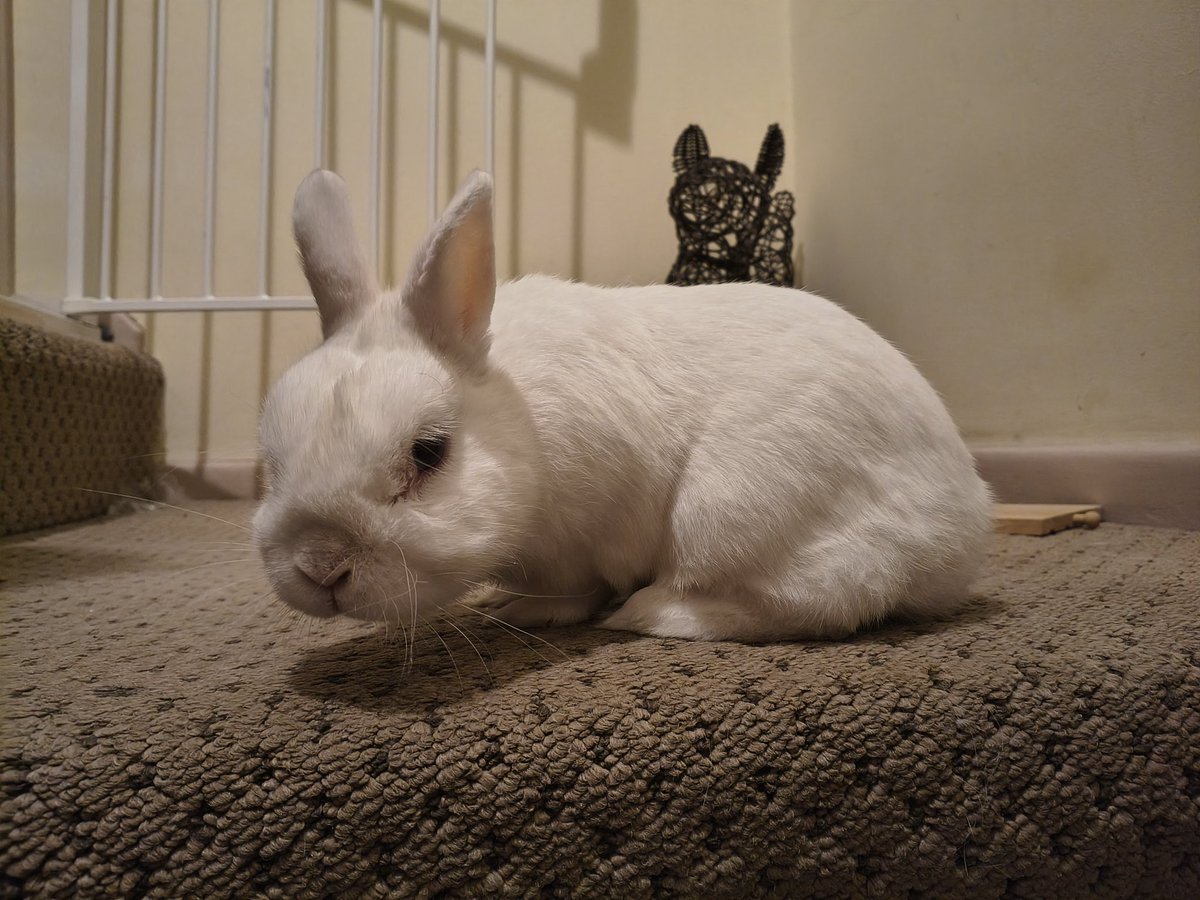 Neil The Rabbit tweet media