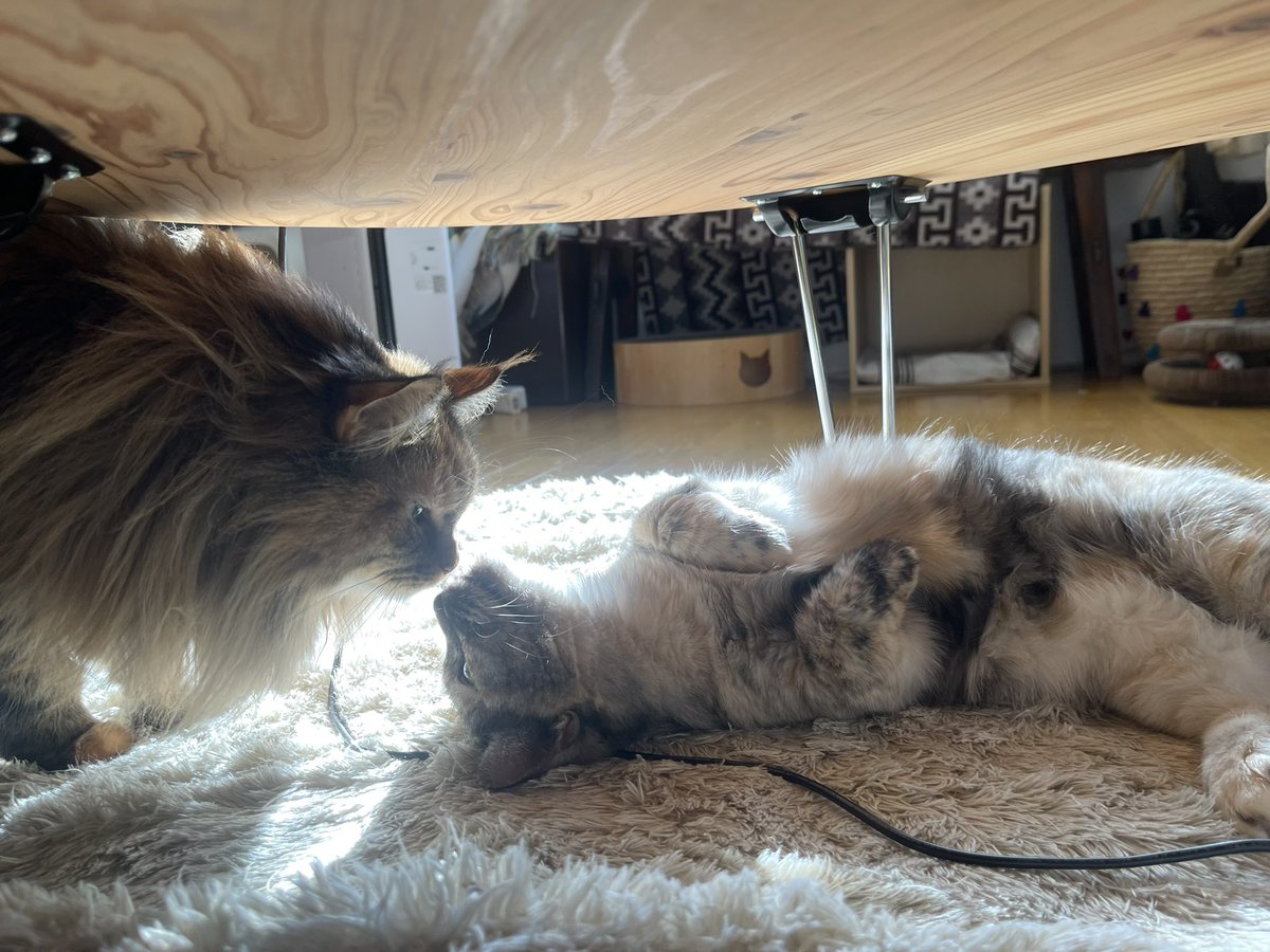 びりすけ tweet media