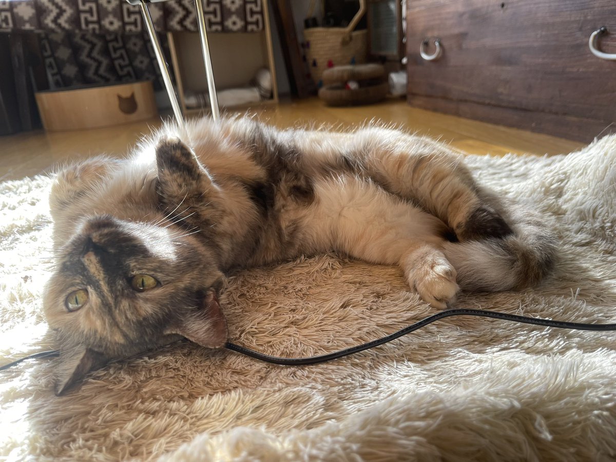 びりすけ tweet media