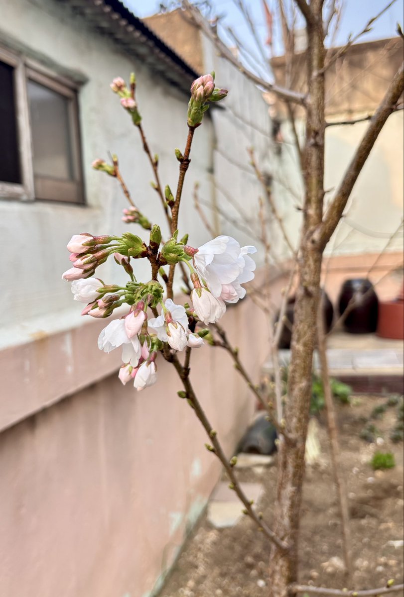 tech1010's tweet photo. 이 집에 이사 오면서 마당에 심어 두었던 왕벚꽃나무에서 벚꽃이 피었습니다. 동생 나무에 먼저 꽃이 피었네요. 제건 아직 준비중이에요. https://t.co/8Az915cYYC