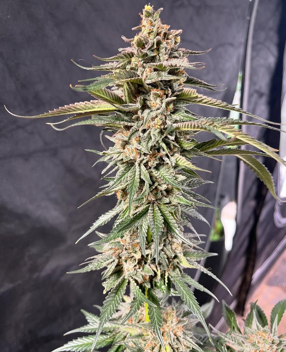 AngelTeacher💉👩‍🦯 Ⓥ ♀ 🏳️‍🌈 🐝 tweet media