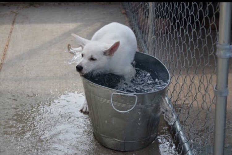 Topher Nowak tweet media