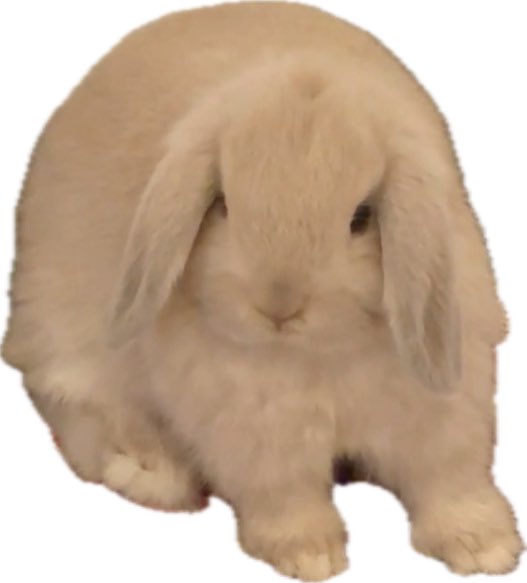 おいしいプリン tweet media