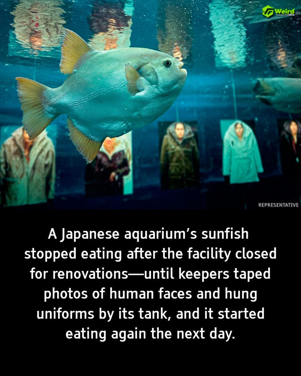 Weird Facts tweet media