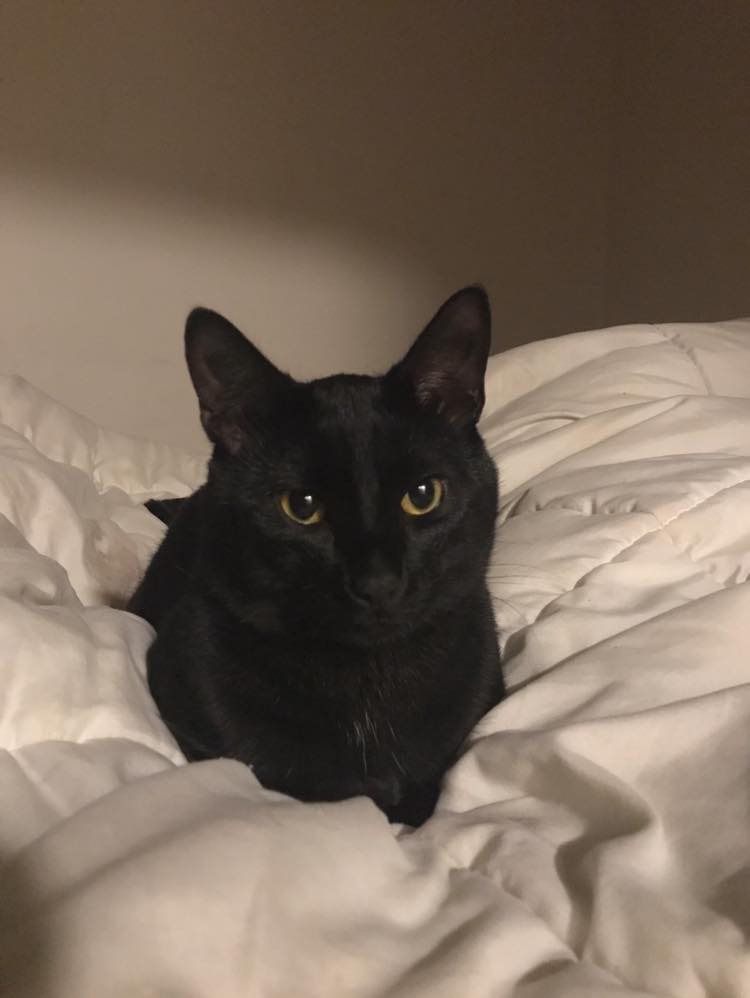 Samantha Collier tweet media