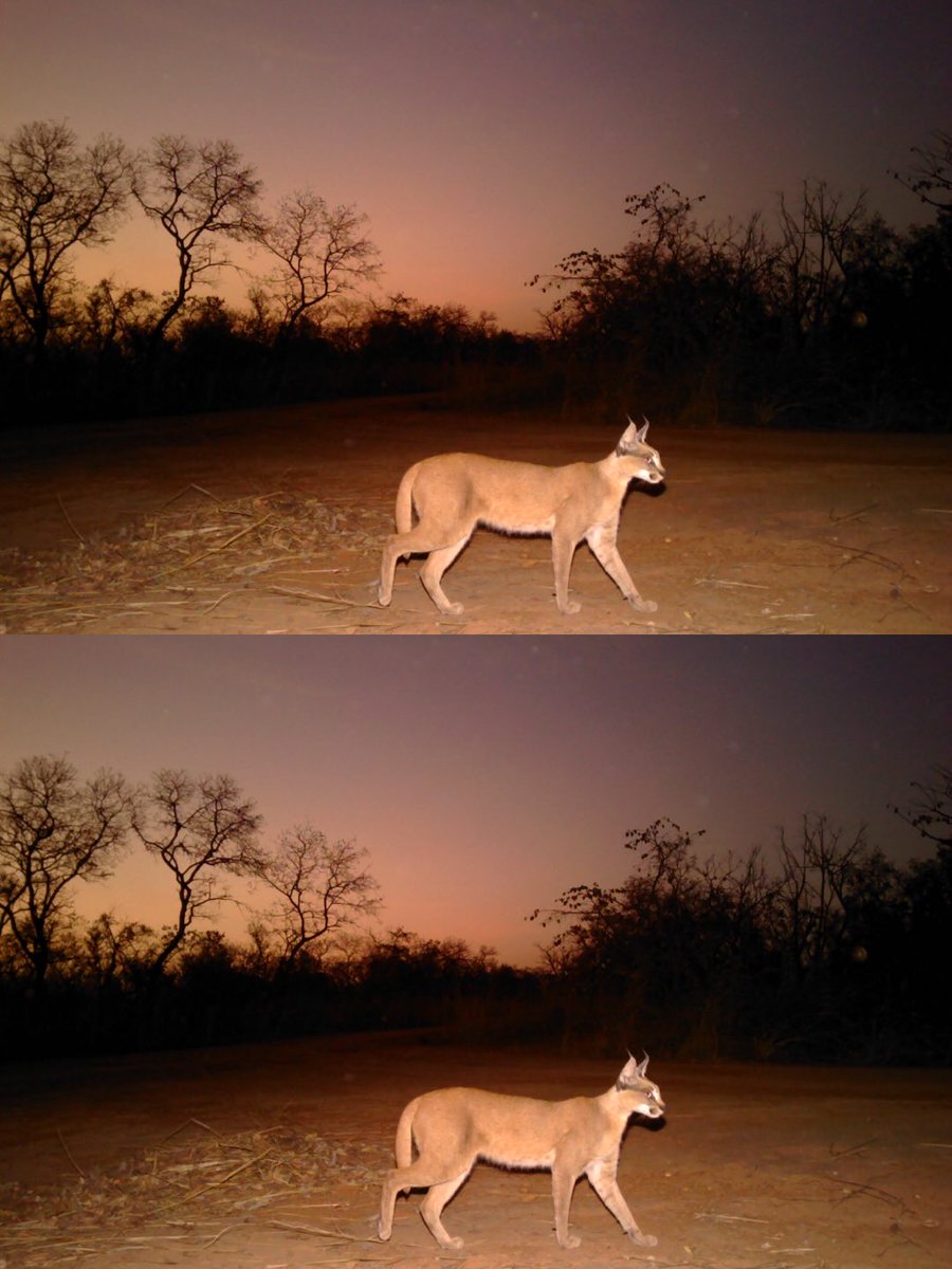 Creatizine Magazine tweet media