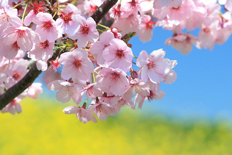 菊池純子 tweet media