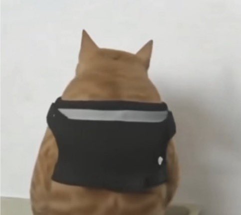 gatos fazendo gatices tweet media