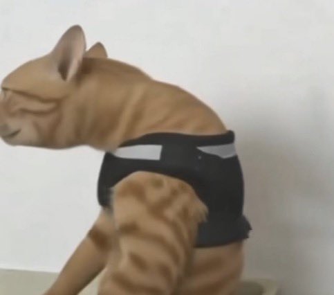 gatos fazendo gatices tweet media