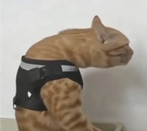 gatos fazendo gatices tweet media