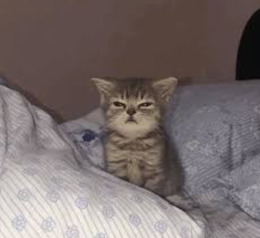 Spinach | 🌿 tweet media