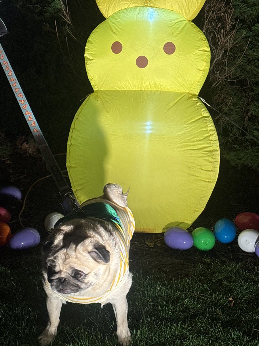 oliver the pug tweet media