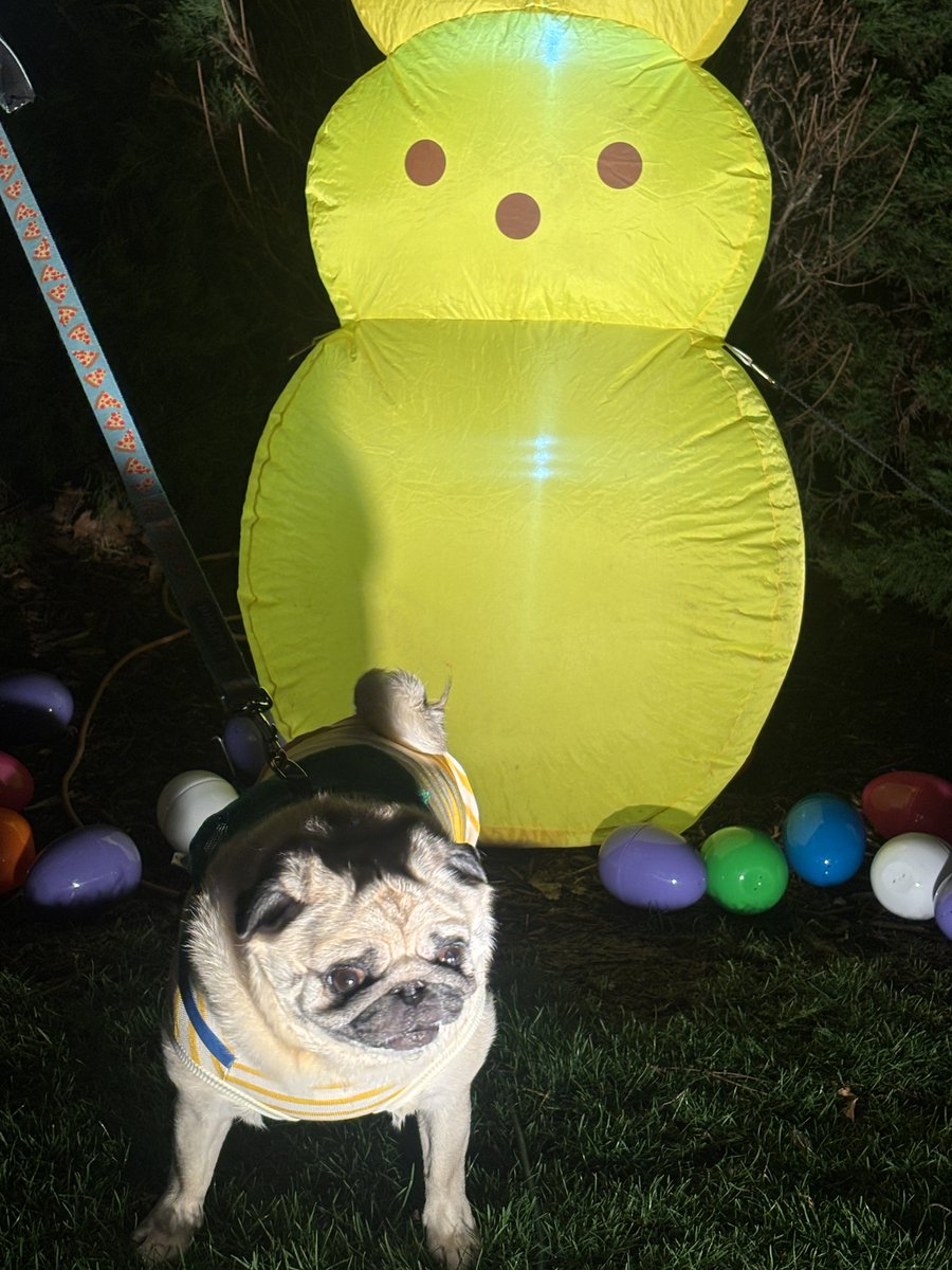 oliver the pug tweet media