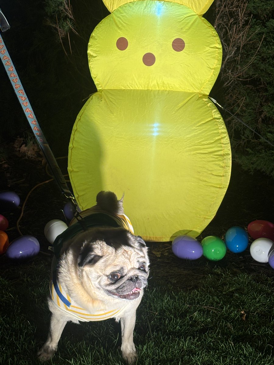 oliver the pug tweet media